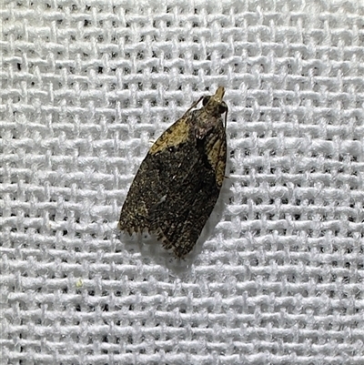 Capua intractana (A Tortricid moth) at Reid, ACT - 2 Nov 2025 by Pirom