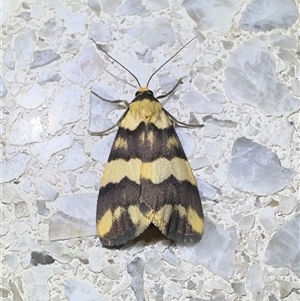 Termessa gratiosa (Termessa gratiosa) at Reid, ACT - 30 Oct 2025 by Pirom