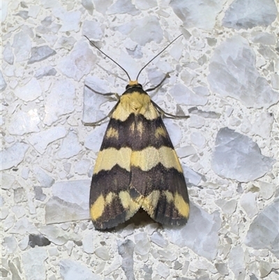 Termessa gratiosa (Termessa gratiosa) at Reid, ACT - 30 Oct 2025 by Pirom