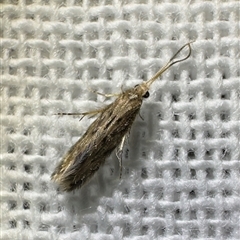 Hydroptilidae (family) by Pirom