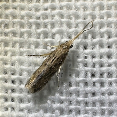 Hydroptilidae (family) at  - suppressed by Pirom