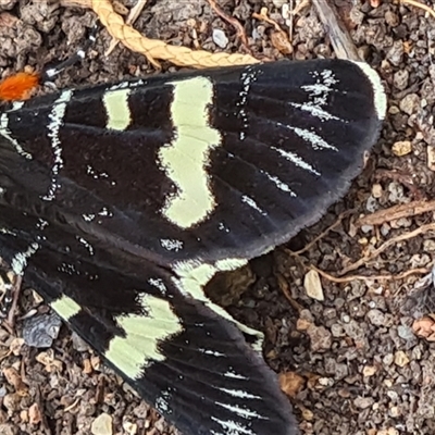 Phalaenoides glycinae (Grapevine Moth) at Isaacs, ACT - 26 Oct 2025 by galah681