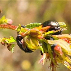 Chrysolina quadrigemina (Greater St Johns Wort beetle) at Yarralumla, ACT - 30 Oct 2025 by galah681