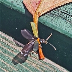 Chauliognathus sp. (genus) (Soldier beetle) at Undefined - 30 Oct 2025 by galah681