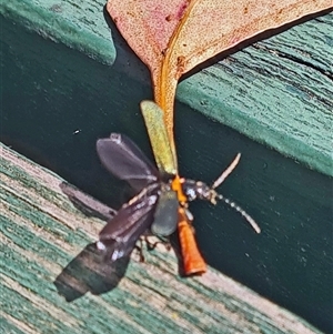 Chauliognathus sp. (genus) at Undefined - 30 Oct 2025 by galah681