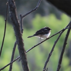 Unverified Small (Robin, Finch, Thornbill etc) at Wallerawang, NSW - 4 Nov 2025 by AdrianNic