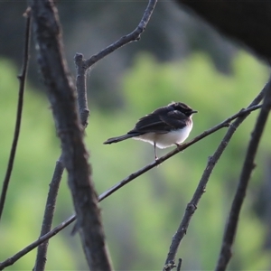 Unverified Small (Robin, Finch, Thornbill etc) at Wallerawang, NSW - Yesterday by AdrianNic