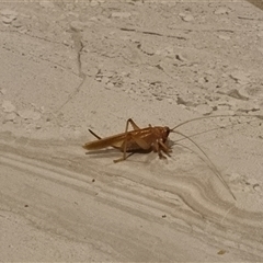 Nunkeria sp. (Spider Face Leaf-rolling Cricket) at Beerwah, QLD - 5 Nov 2025 by Steveg30