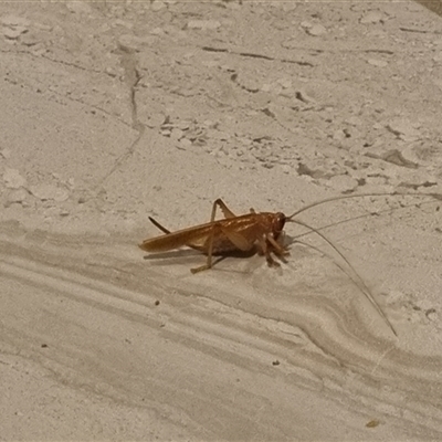 Nunkeria sp. (Spider Face Leaf-rolling Cricket) at Beerwah, QLD - 5 Nov 2025 by Steveg30