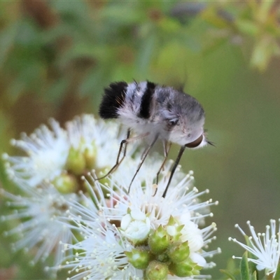 Unverified Hover fly (Syrphidae) at  - suppressed by LisaH