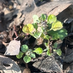Stuartina muelleri (Spoon Cudweed) at Higgins, ACT - 5 Nov 2025 by Untidy