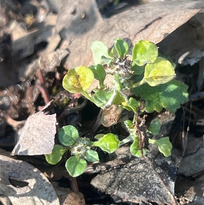 Stuartina muelleri (Spoon Cudweed) at Higgins, ACT - 5 Nov 2025 by Untidy