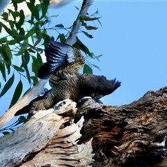 Callocephalon fimbriatum (Gang-gang Cockatoo) at Moruya, NSW - 2 Nov 2025 by LisaH