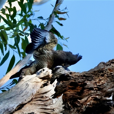 Callocephalon fimbriatum (Gang-gang Cockatoo) at Moruya, NSW - 2 Nov 2025 by LisaH