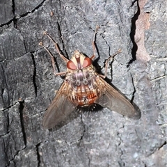 Tachinidae (family) (Unidentified Bristle fly) by LisaH