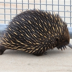 Tachyglossus aculeatus (Short-beaked Echidna) at Throsby, ACT - 12 Oct 2025 by TimL