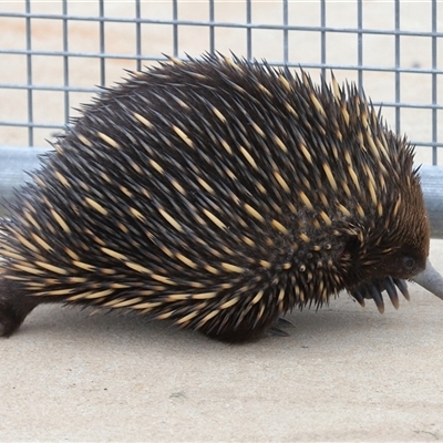 Tachyglossus aculeatus (Short-beaked Echidna) at Throsby, ACT - 12 Oct 2025 by TimL