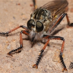 Dolopus rubrithorax (Large Brown Robber Fly) at Strathnairn, ACT - 5 Nov 2025 by TimL