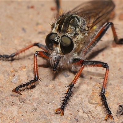 Dolopus rubrithorax (Large Brown Robber Fly) at Strathnairn, ACT - 5 Nov 2025 by TimL