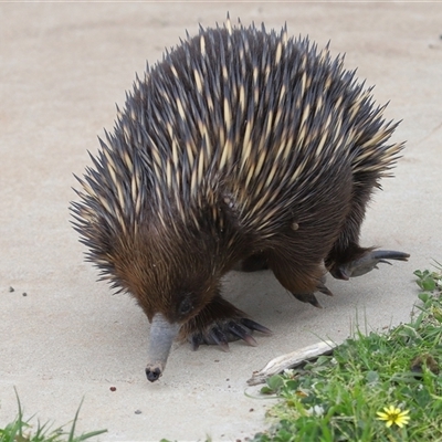 Tachyglossus aculeatus (Short-beaked Echidna) at Throsby, ACT - 12 Oct 2025 by TimL