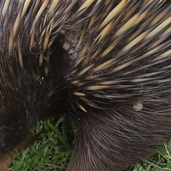 Ixodidae (family) at Throsby, ACT - 12 Oct 2025 by TimL