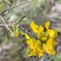 Dillwynia sericea (Egg And Bacon Peas) at Broadway, NSW - 5 Nov 2025 by JaneR