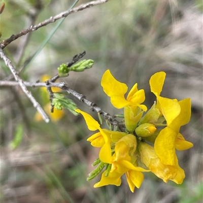 Dillwynia sericea (Egg And Bacon Peas) at Broadway, NSW - 5 Nov 2025 by JaneR
