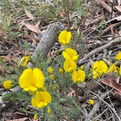 Gompholobium huegelii (pale wedge–pea) at Broadway, NSW - 5 Nov 2025 by JaneR