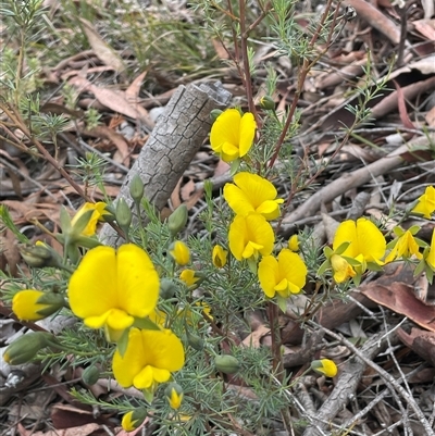 Gompholobium huegelii (pale wedge–pea) at Broadway, NSW - 5 Nov 2025 by JaneR