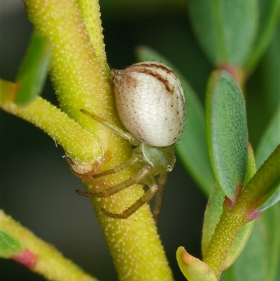 Thomisidae (family) at Downer, ACT - 6 Nov 2025 by RobertD