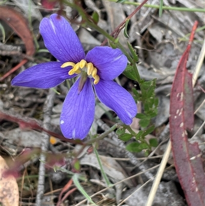 Cheiranthera linearis (Finger Flower) at Broadway, NSW - 5 Nov 2025 by JaneR