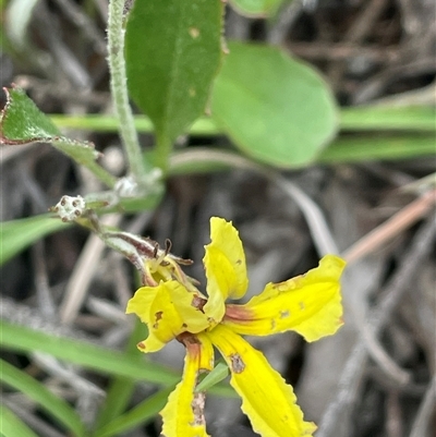Goodenia hederacea subsp. hederacea (Ivy Goodenia, Forest Goodenia) at Broadway, NSW - 5 Nov 2025 by JaneR