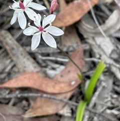 Burchardia umbellata (Milkmaids) at Broadway, NSW - 5 Nov 2025 by JaneR