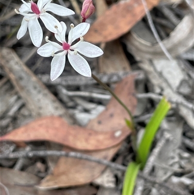 Burchardia umbellata (Milkmaids) at Broadway, NSW - 5 Nov 2025 by JaneR