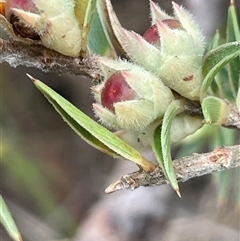 Melichrus urceolatus (Urn Heath) at Broadway, NSW - 5 Nov 2025 by JaneR