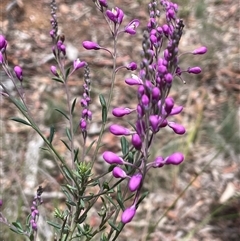 Comesperma ericinum at Broadway, NSW - 5 Nov 2025 by JaneR