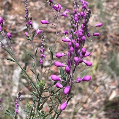 Comesperma ericinum at Broadway, NSW - 5 Nov 2025 by JaneR