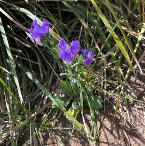 Unverified Plant at Kaleen, ACT - Today by Intersection99