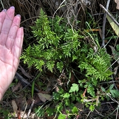 Cheilanthes austrotenuifolia (Rock Fern) at Uriarra Village, ACT - Yesterday by RangerBec