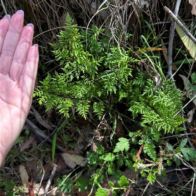 Cheilanthes austrotenuifolia (Rock Fern) at Uriarra Village, ACT - Yesterday by RangerBec