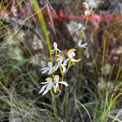 Caladenia moschata (Musky Caps) at Uriarra Village, ACT - 6 Nov 2025 by RangerBec