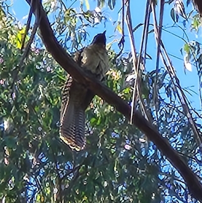 Eudynamys orientalis (Pacific Koel) at Kingston, ACT - 6 Nov 2025 by Tawny4