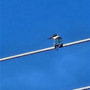 Unverified Intermediate size at Fyshwick, ACT - Today by Tawny4