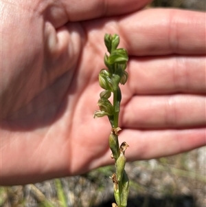 Hymenochilus (genus) at Uriarra Village, ACT - Today by RangerBec