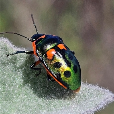 Scutiphora pedicellata (Metallic Jewel Bug) at Denman Prospect, ACT - 6 Nov 2025 by Wolfdogg