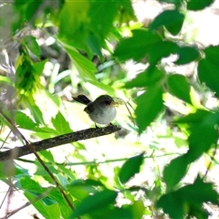 Malurus cyaneus by Paul57