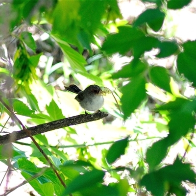 Malurus cyaneus at  - suppressed by Paul57