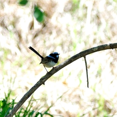 Malurus cyaneus (Superb Fairywren) at Kambah, ACT - 18 Oct 2025 by Paul57
