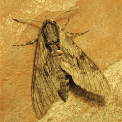 Agrius convolvuli (Convolvulus Hawk Moth) at Conder, ACT - 25 Oct 2025 by MichaelBedingfield