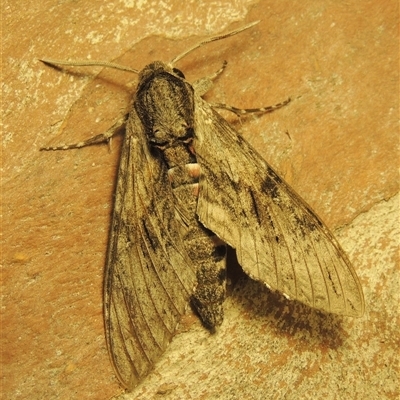 Agrius convolvuli (Convolvulus Hawk Moth) at Conder, ACT - 25 Oct 2025 by MichaelBedingfield